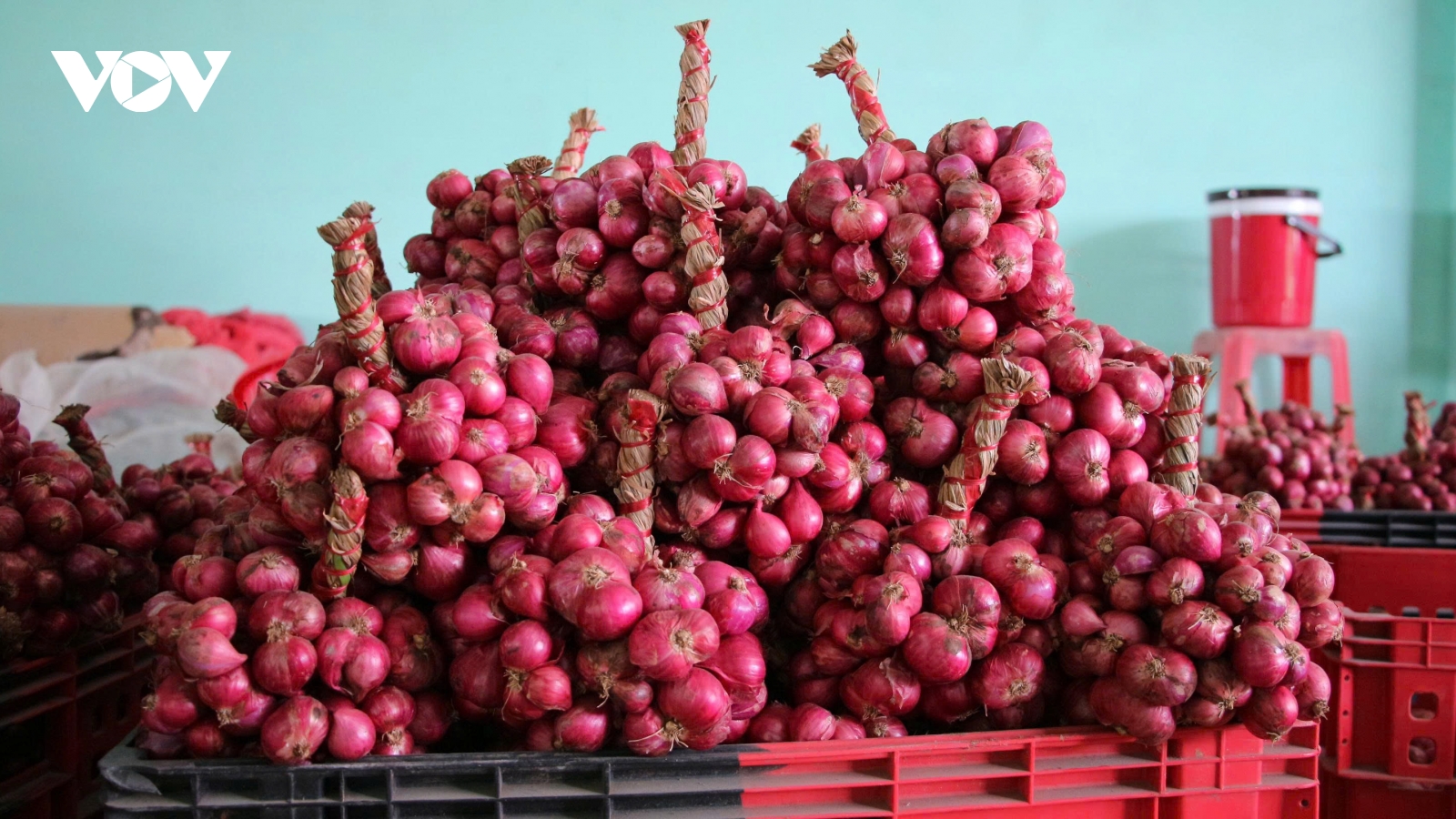 Gia công hành tím, tạo thu nhập ổn định cho lao động vùng ven biển Cần Thơ